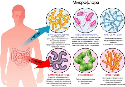 Влияние грибов на микрофлору организма