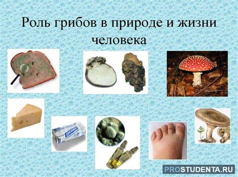 Влияние грибов на молоко и ребенка