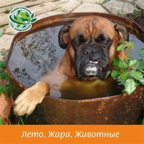 Влияние жары на кошачью активность