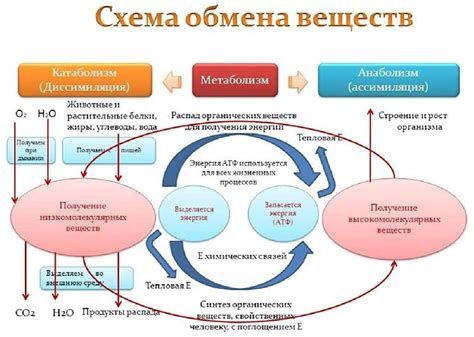 Влияние забродившего вина на обмен веществ в организме