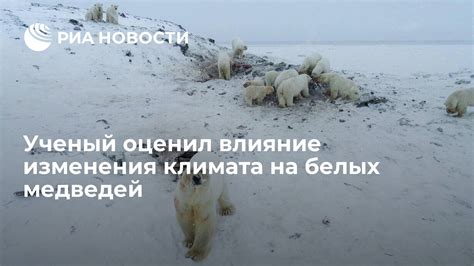 Влияние изменения климата на обитание белых медведей
