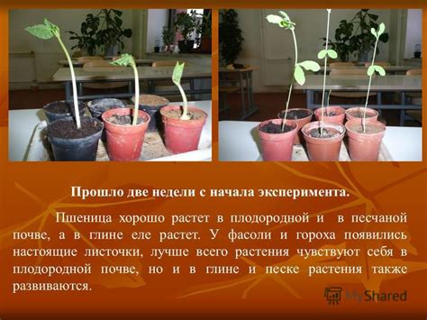 Влияние кислотности почвы на рост и развитие горчицы