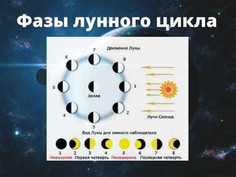 Влияние лунного календаря на выбор питомца