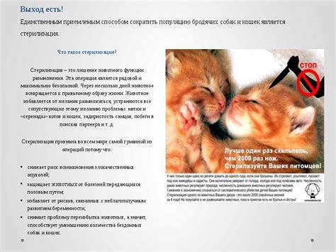 Влияние на здоровье питомца