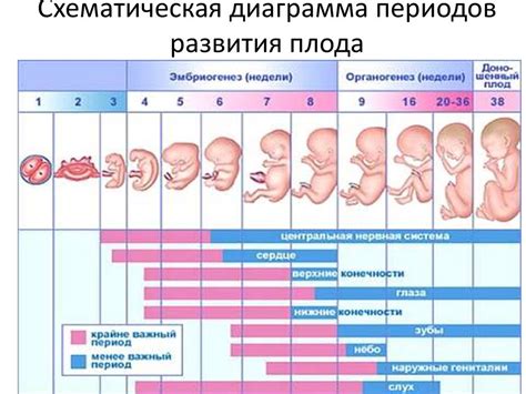 Влияние отца на физическое развитие плода