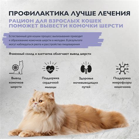 Влияние погоды на самочувствие кошек