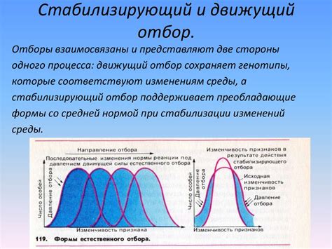 Влияние продолжительного стабилизирующего отбора