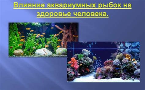 Влияние рыбок на жизнь кошек