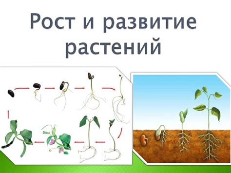 Влияние смеси золы и перегноя на рост и развитие садовых растений