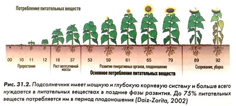 Влияние смешанного посадка на урожайность