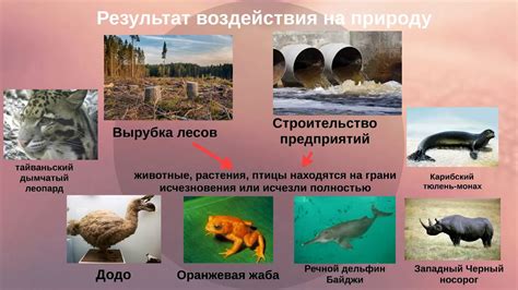 Влияние солнечных затмений на природу и животный мир