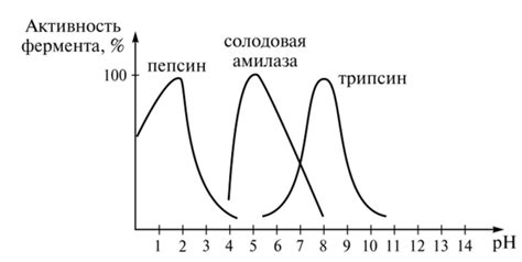 Влияние температуры на активность