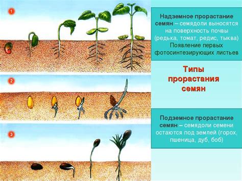 Влияние углекислого газа на инициацию процесса прорастания семян