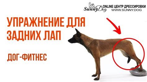 Влияние физической активности на форму лап собаки