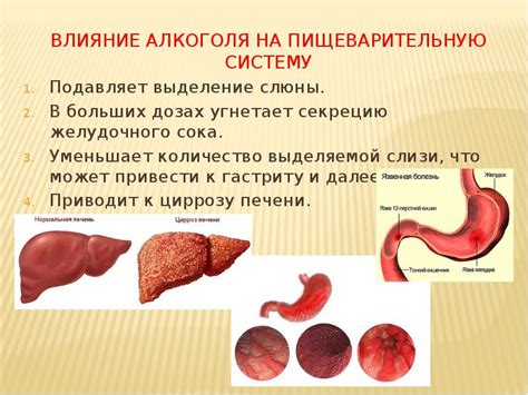 Влияние яблочного уксуса на пищеварительную систему