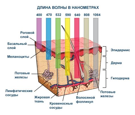 Воздействие лазера на волосяные фолликулы