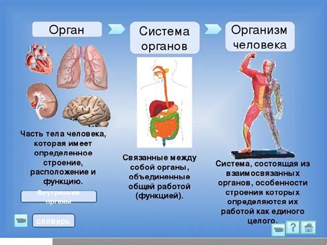 Воздействие похудения на рост органов и систем организма