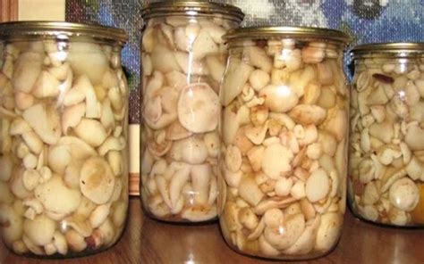 Возможность маринования маслят с другими грибами