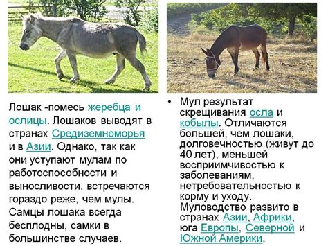 Возможность путаницы с другими животными