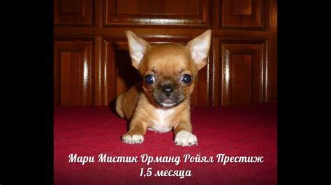 Возможные причины, по которым у чихуахуа могут не встать уши