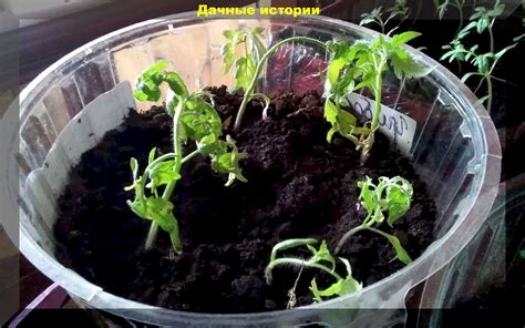 Возможные проблемы и способы их решения при зимнем выращивании космеи