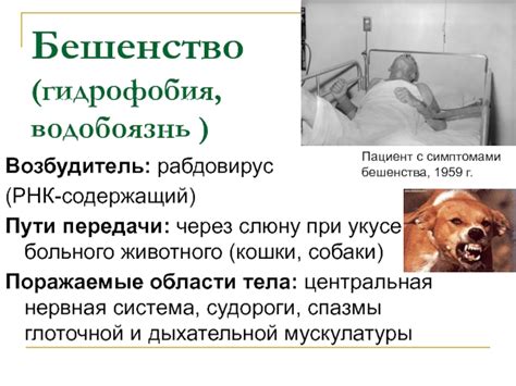 Возможные пути передачи инфекций через слюну собаки