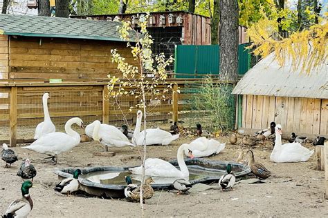 Вопросы экологии и сохранения лебедей в связи с потреблением их мяса