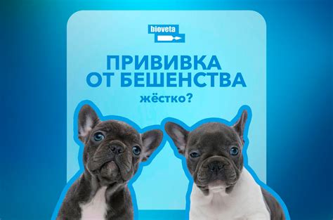Вопрос безопасности: прививка от бешенства