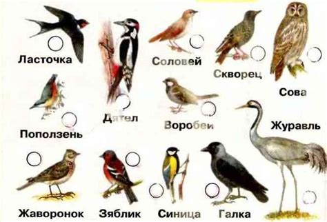 Вопрос о летании однокрылой птицы