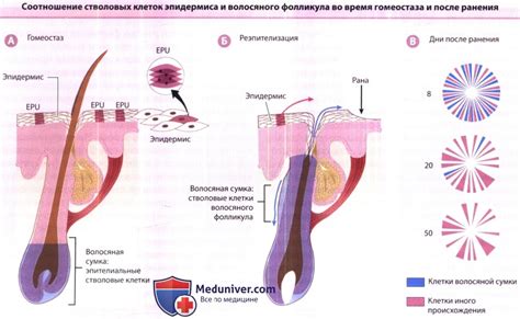 Восстановление волосяного фолликула после травмы