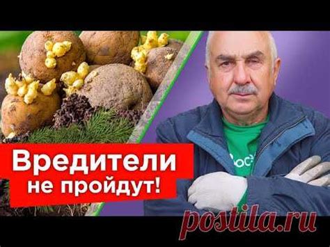 Вредители и болезни при совместной посадке