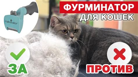 Вред от сливок 10 процентов для здоровья кошек и как его предотвратить