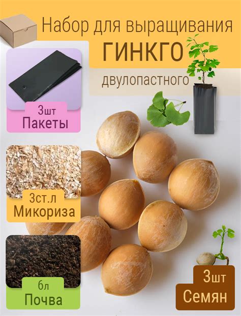 Выбор и подготовка семян гинкго билоба