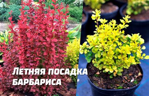 Выбор и посадка саженцев барбариса