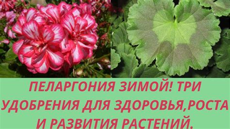 Выбор места и подготовка герани для зимовки