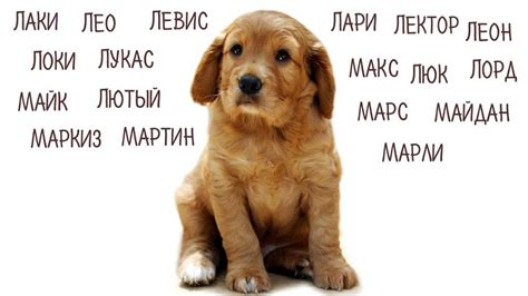 Выбор новой клички для собаки