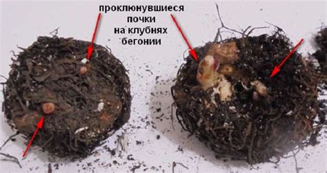 Выбор подходящего горшка и подложки