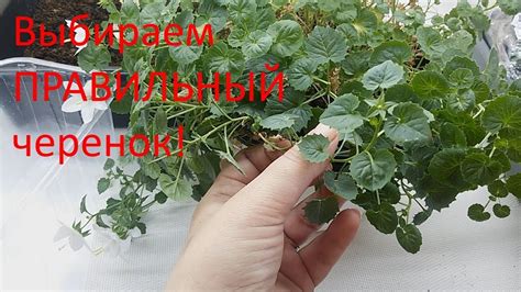 Выбор правильного черенка для укоренения