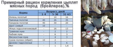 Выбор свежих овощей для кормления бройлеров