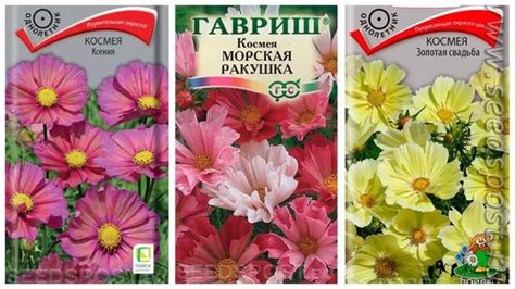 Выбор сортов космеи, подходящих для посадки зимой
