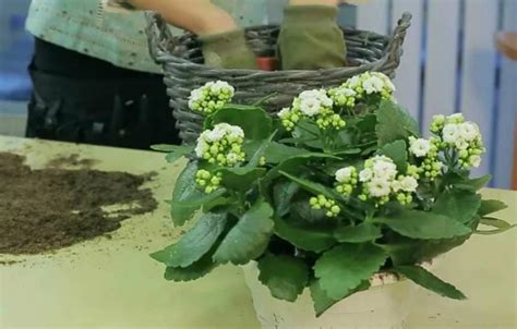 Выбор универсального грунта для пересадки каланхоэ