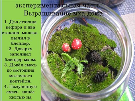 Выращивание ягель в домашних условиях: советы и рекомендации