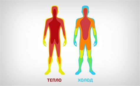 Высокая терморегуляция