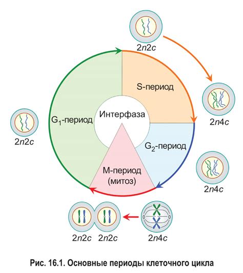 Генетика и возрождение через клетки