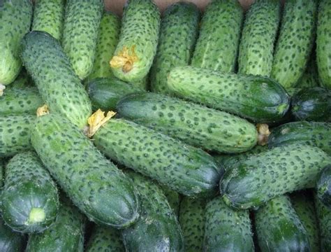Гибридные огурцы: особенности и преимущества