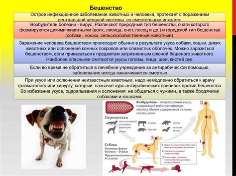 Главные причины передачи боррелиоза от собаки человеку