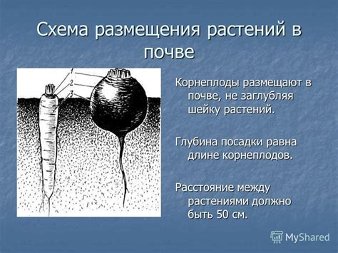 Глубина посадки и расстояние между растениями