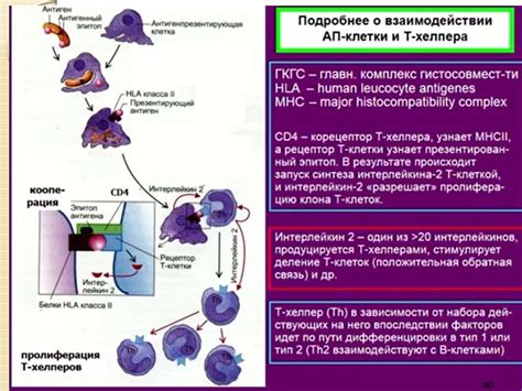 Гомеостаз и регуляция