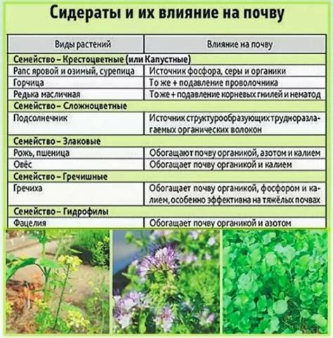 Горчица на кислых почвах: влияние и возможности