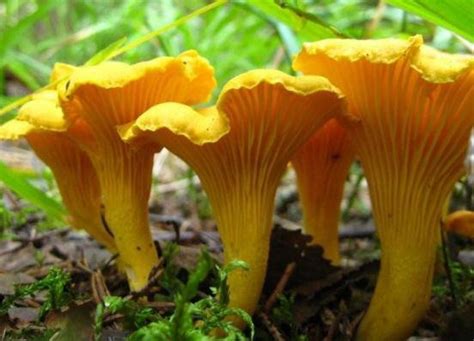 Грибы лисички и их влияние на обменные процессы